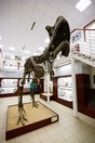 Chlupáčovo muzeum - Karnotaurus